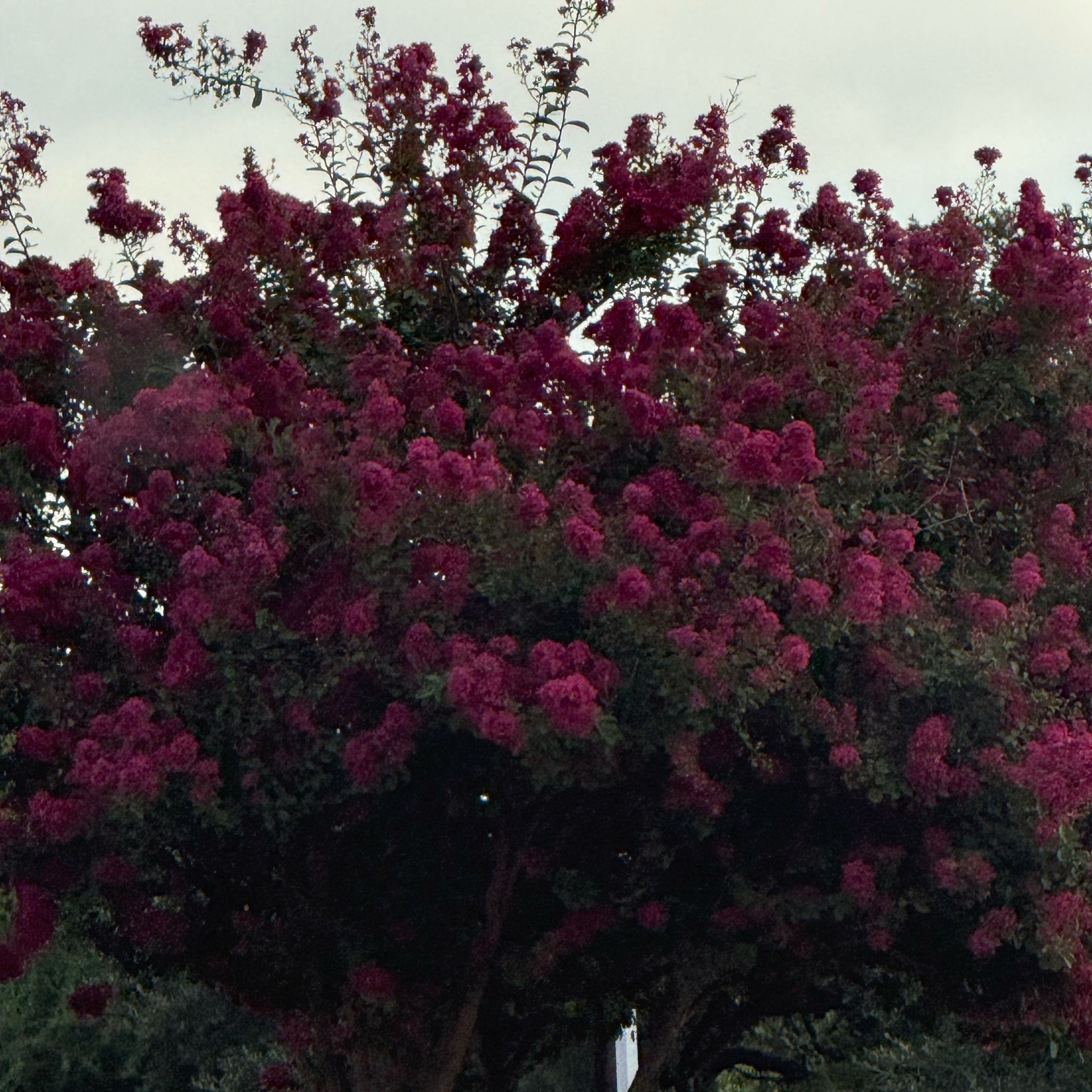 Photo of the plant species Crape Myrtle by @WinPlain11 named Sonora on Greg, the plant care app