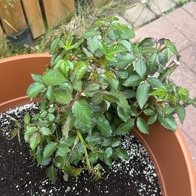 Photo of the plant species Rosa 'Sunsprite' by @PrizedWaiuatua named Sunny on Greg, the plant care app