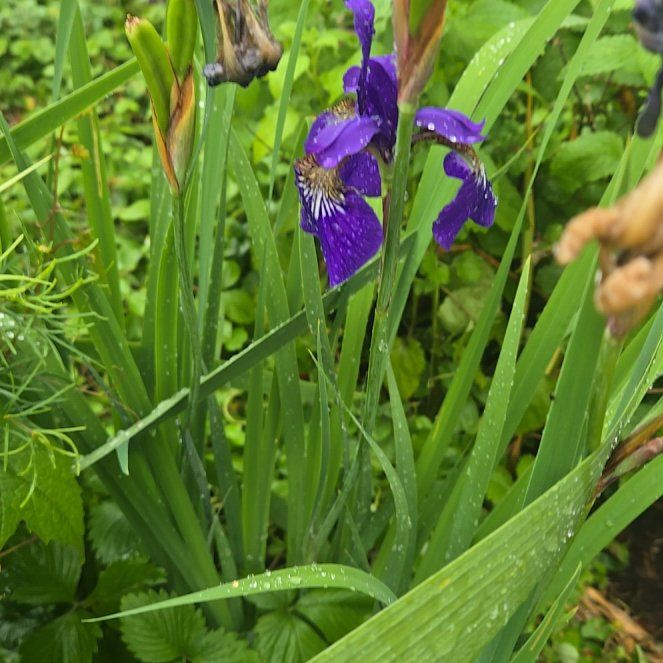 Photo of the plant species Siberian Iris by @LegitKalopanax named Bigleef Smalls on Greg, the plant care app