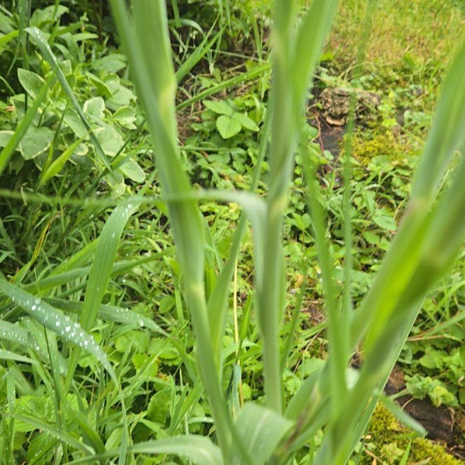 Photo of the plant species Salsify by @LegitKalopanax named Sahara on Greg, the plant care app