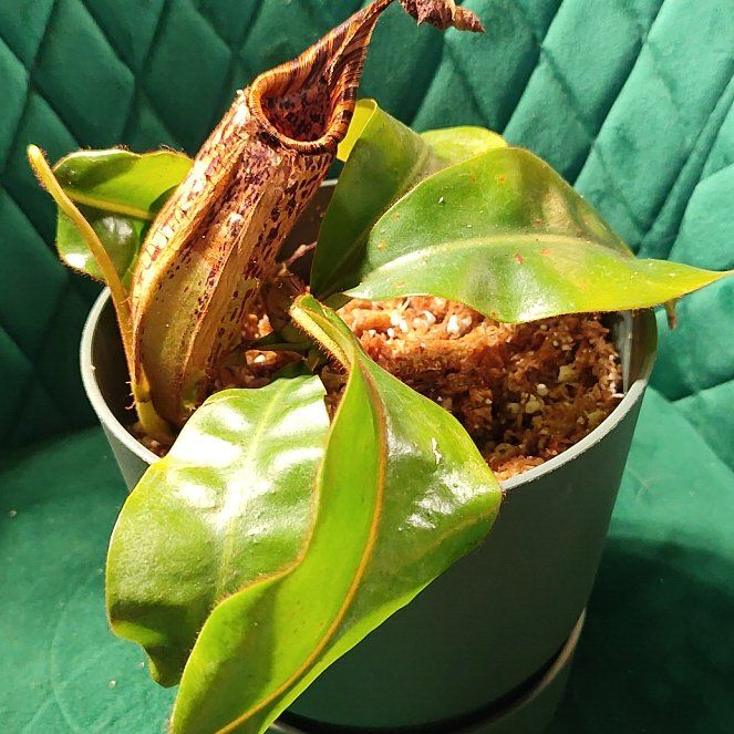 Photo of the plant species Pink Candy Cane Pitcher Plant by @TopOrchid66 named (Mollis x veitchii) x (Veitchii x Burdbidgeae) on Greg, the plant care app
