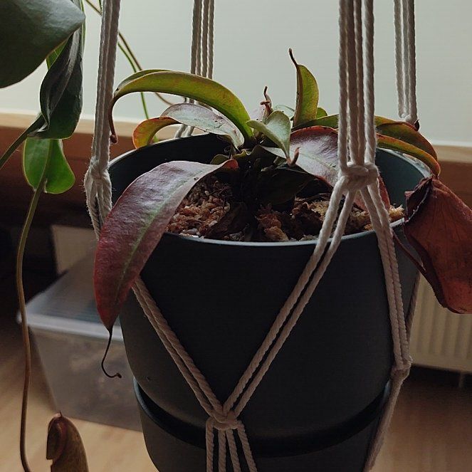 Photo of the plant species Bloody Mary Pitcher Plant by @TopOrchid66 named Leaf Erickson on Greg, the plant care app