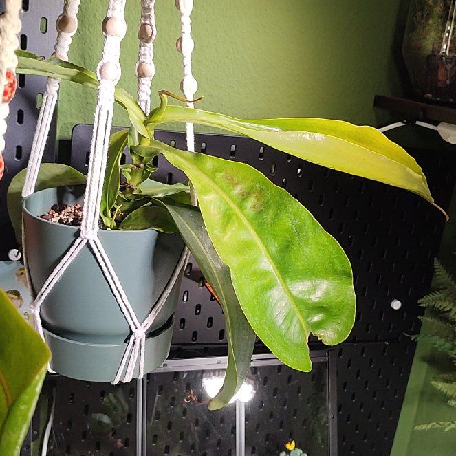 Photo of the plant species Nepenthes 'Miranda' by @TopOrchid66 named Harper on Greg, the plant care app