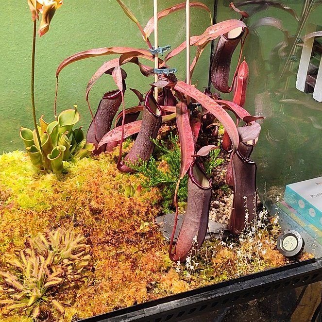 Photo of the plant species Nepenthes X 'Rebecca Soper' - Nepenthes gracillima 'Dark Red' X ventricosa by @TopOrchid66 named Einstein on Greg, the plant care app