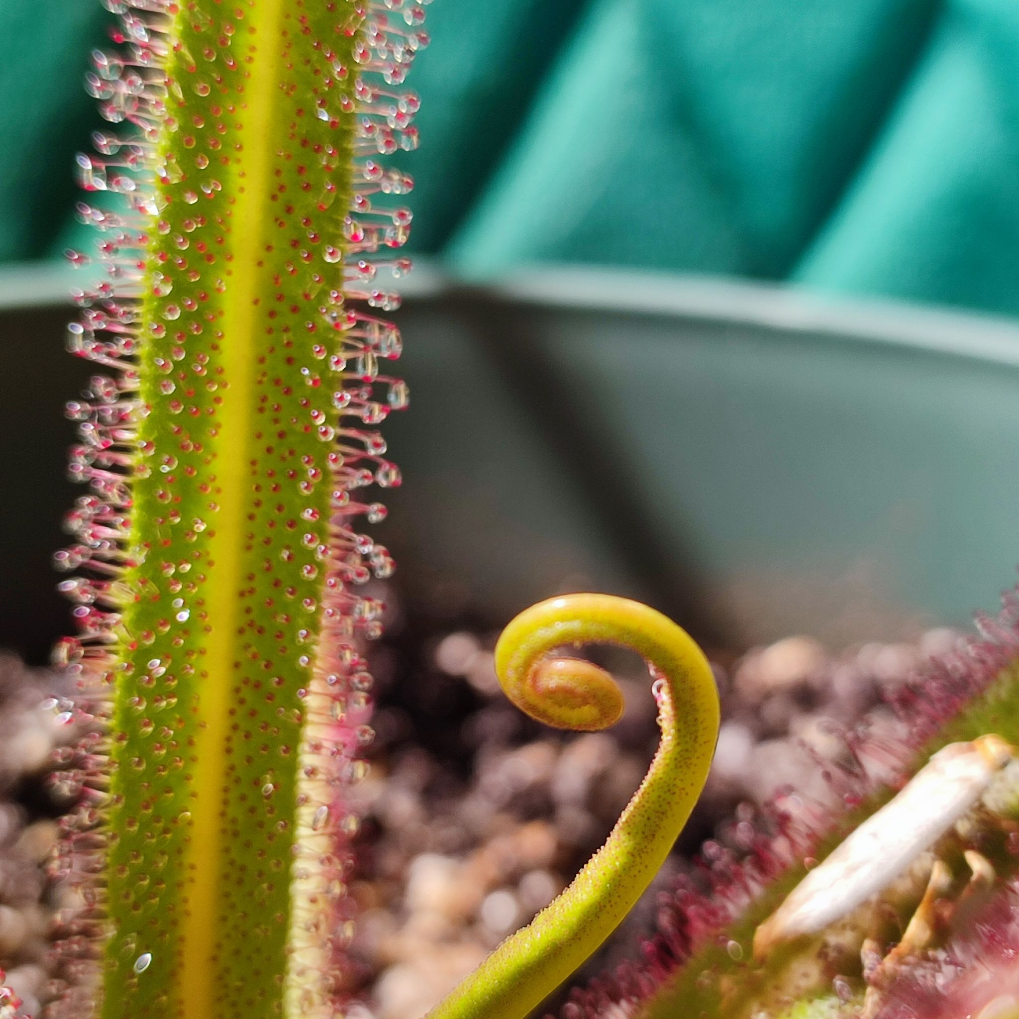 Photo of the plant species King sundew by @TopOrchid66 named Sahara on Greg, the plant care app