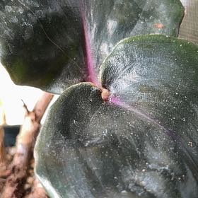 Photo of the plant species Geogenanthus ciliatus by @EarlyMexico26 named Aria on Greg, the plant care app