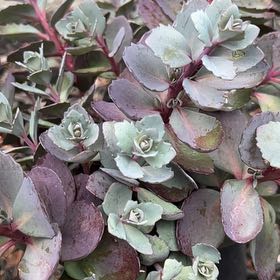 Photo of the plant species Sedum Sunsparkler 'WildFire' by @DarlingFlax9 named Xena on Greg, the plant care app