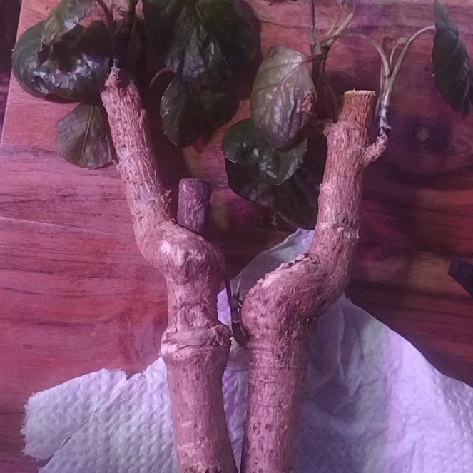 Photo of the plant species Polyscias by @RadCliantro91 named Diana on Greg, the plant care app