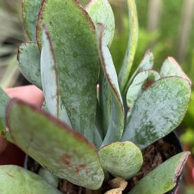Photo of the plant species Crassula Blue Bird by @SageSedeveria78 named Sproutacus on Greg, the plant care app