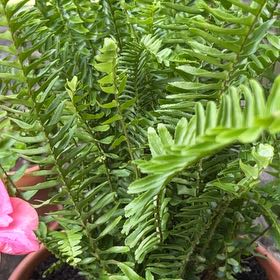 Plant care for Hawaiian Sunshine Fern on Greg, the plant care app