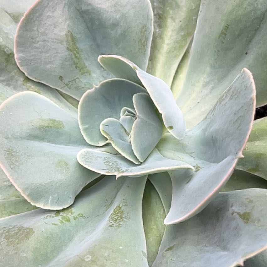 Photo of the plant species Succulent by @SageSedeveria78 named Bodhi on Greg, the plant care app