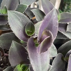 Photo of the plant species Pale Puma by @SageSedeveria78 named LiloStitch on Greg, the plant care app