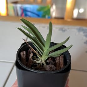 Photo of the plant species Angraecum rutenbergianum by @HipChaya77 named angra on Greg, the plant care app