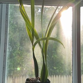 Photo of the plant species Encyclia Radiata by @HipChaya77 named octopus orchid on Greg, the plant care app