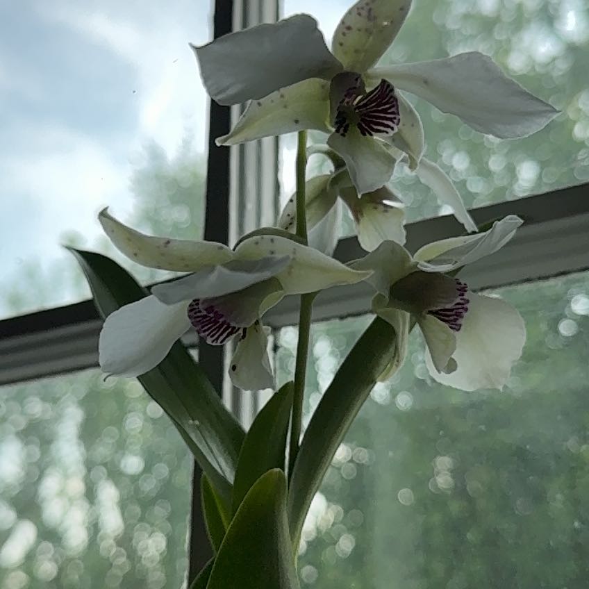 Photo of the plant species Dark Violet Dendrobium by @HipChaya77 named roy tokunaga on Greg, the plant care app