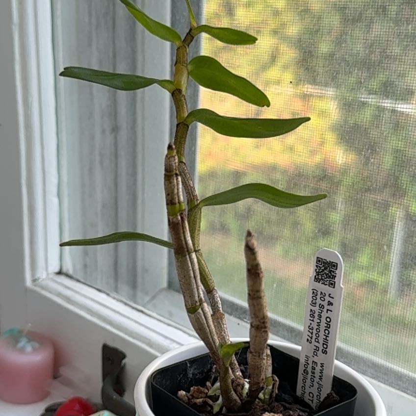 Photo of the plant species Blood-red Dendrobium by @HipChaya77 named cruella on Greg, the plant care app