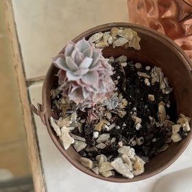 Photo of the plant species Peacock Echeveria by @HipChaya77 named Drake on Greg, the plant care app