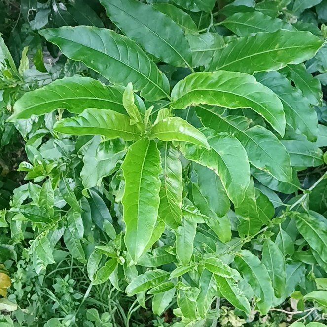 Photo of the plant species Night-Blooming Jessamine by @GemSeagrape14 named Winston on Greg, the plant care app