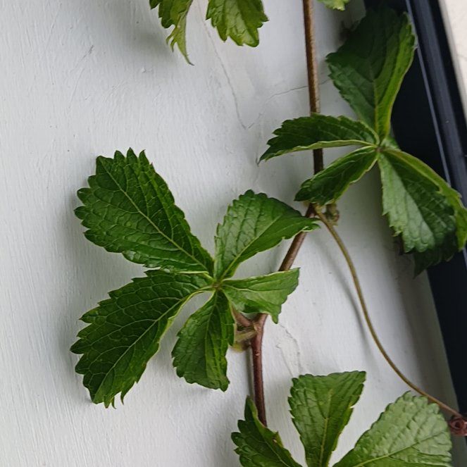Photo of the plant species Virginia Creeper by @GemSeagrape14 named Sonora on Greg, the plant care app