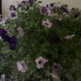 Photo of the plant species Lovie Dovie Supertunia by @TrustingRedmint named Ronaldo on Greg, the plant care app