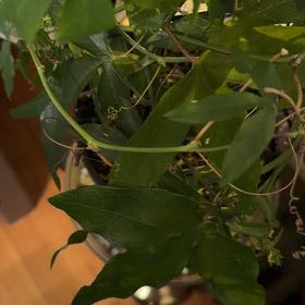 Photo of the plant species Bluecrown Passionflower by @FunnyYuzu92 named Figyonce on Greg, the plant care app