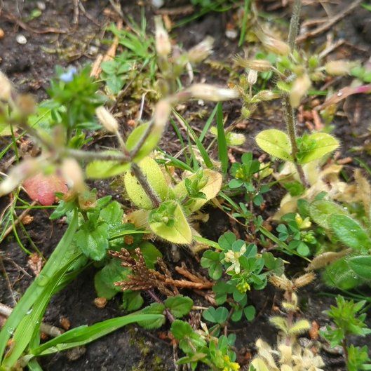 Photo of the plant species Sticky Chickweed by @ManyDragonarum named Fernie Mac on Greg, the plant care app