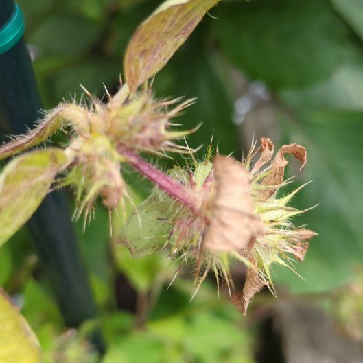 Photo of the plant species Beauty Bush by @ManyDragonarum named Forrest on Greg, the plant care app