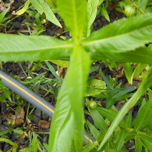 Photo of the plant species Alligatorweed by @ManyDragonarum named Anne on Greg, the plant care app