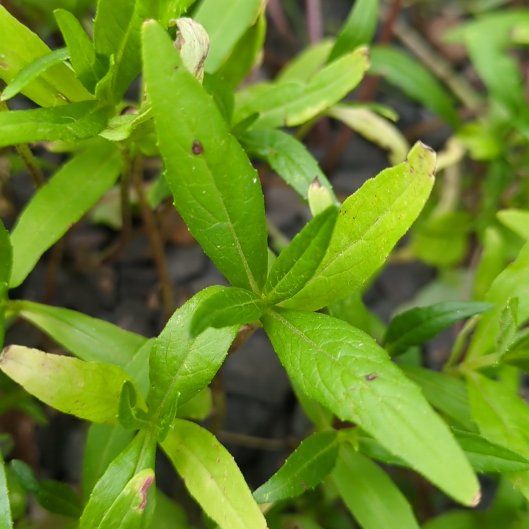 Photo of the plant species False Daisy by @ManyDragonarum named Cleopatra on Greg, the plant care app