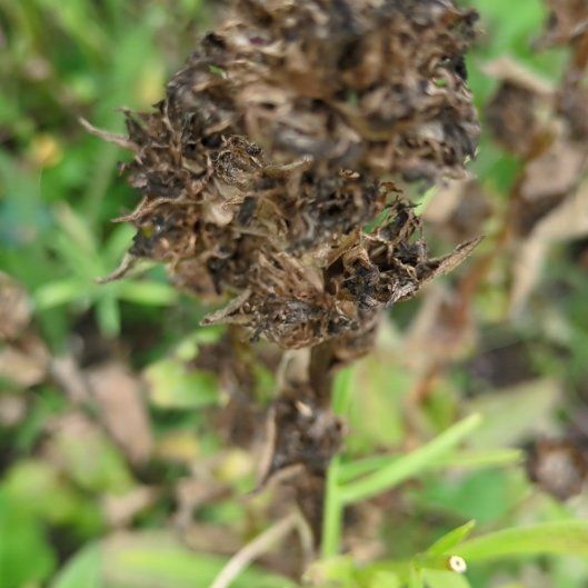 Photo of the plant species Maltese Cross by @ManyDragonarum named Bieber on Greg, the plant care app
