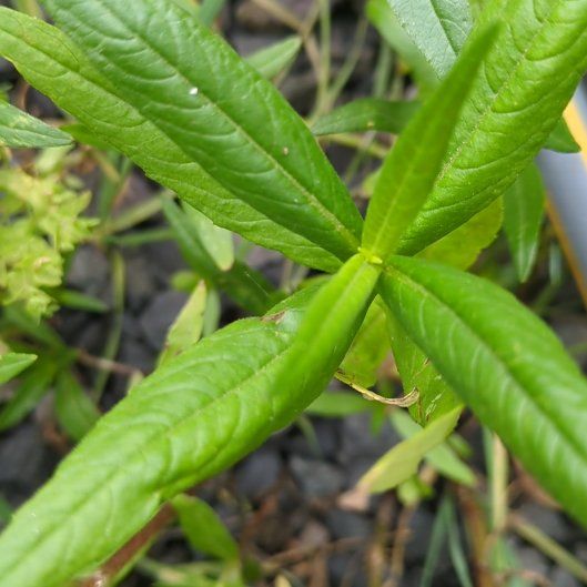 Photo of the plant species Common Gum Cistus by @ManyDragonarum named Darwin on Greg, the plant care app