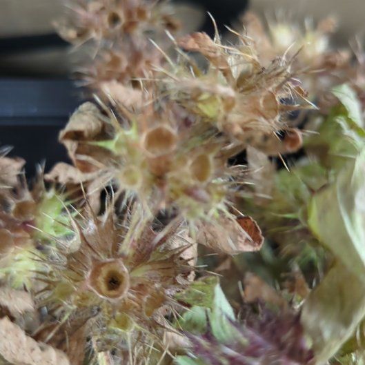Photo of the plant species Hemp Agrimony by @ManyDragonarum named Tupot amaroot on Greg, the plant care app