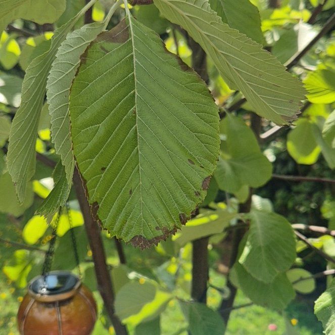 Photo of the plant species Winterbeam by @KeyMountain38 named Tree sorbus on Greg, the plant care app