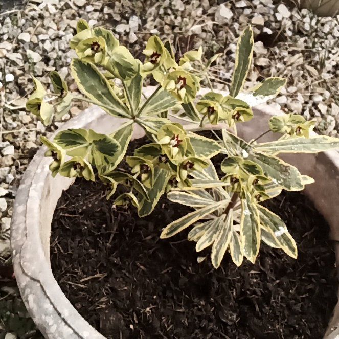 Photo of the plant species Euphorbia 'Ascot Rainbow' by @ReliableFeijoa named Rainbow on Greg, the plant care app