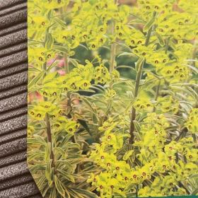 Photo of the plant species Euphorbia 'Ascot Rainbow' by @FastAirplant44 named Rainbow on Greg, the plant care app