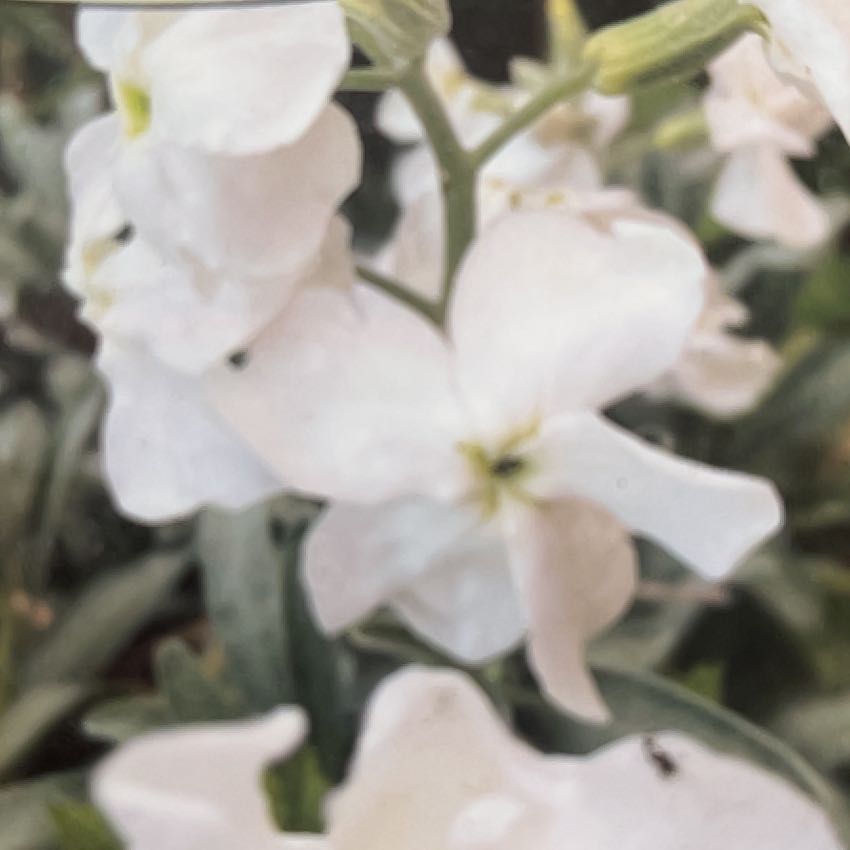 Photo of the plant species Stock 'Pillow Talk' by @FastAirplant44 named Matthiola on Greg, the plant care app