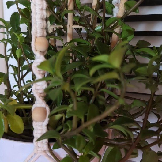 Photo of the plant species Peperomia trinervula by @Lantana named Dryad on Greg, the plant care app