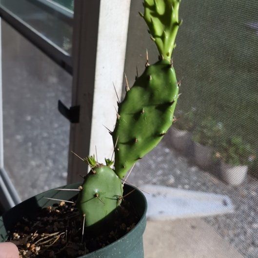 Photo of the plant species Eastern Prickly Pear by @Lantana named Opuntia humifusa on Greg, the plant care app