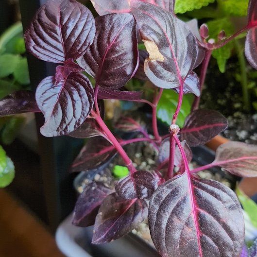 Photo of the plant species Bloodleaf by @Lantana named Iresine herbstii on Greg, the plant care app