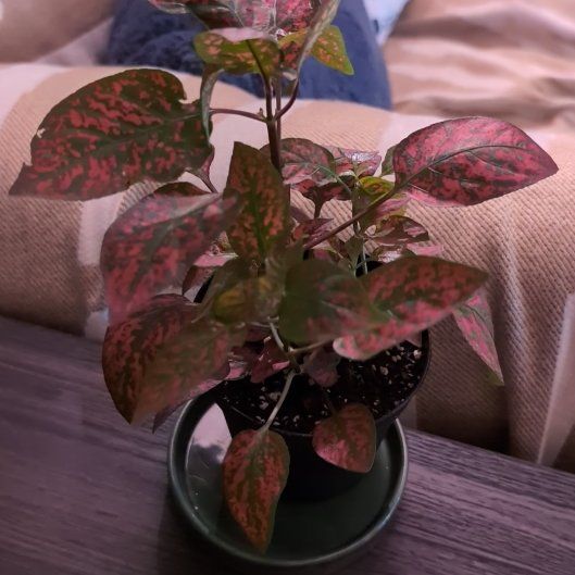 Photo of the plant species Hypoestes 'Red' by @Lantana named Hypoestes phyllostachya 'Red Splash' on Greg, the plant care app