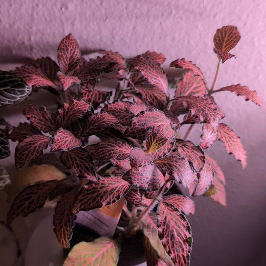 Photo of the plant species 'Ruby Red' Nerve Plant by @Lantana named Fittonia albivenis 'Ruby Red' on Greg, the plant care app