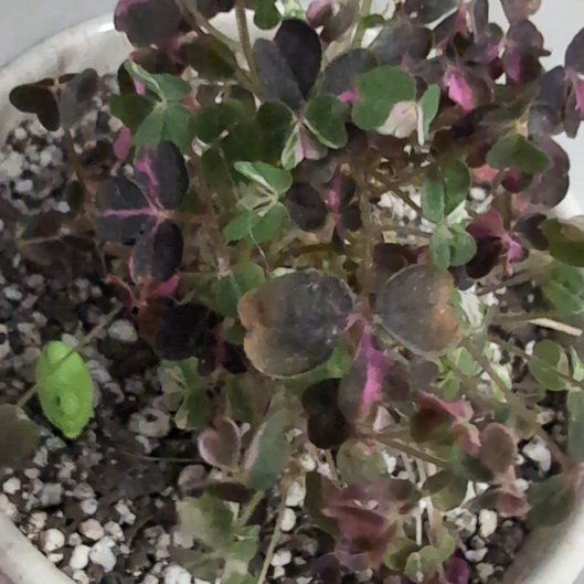 Photo of the plant species Oxalis 'Plum Crazy' by @Lantana named Oxalis vulcanicola 'Plum Crazy' on Greg, the plant care app