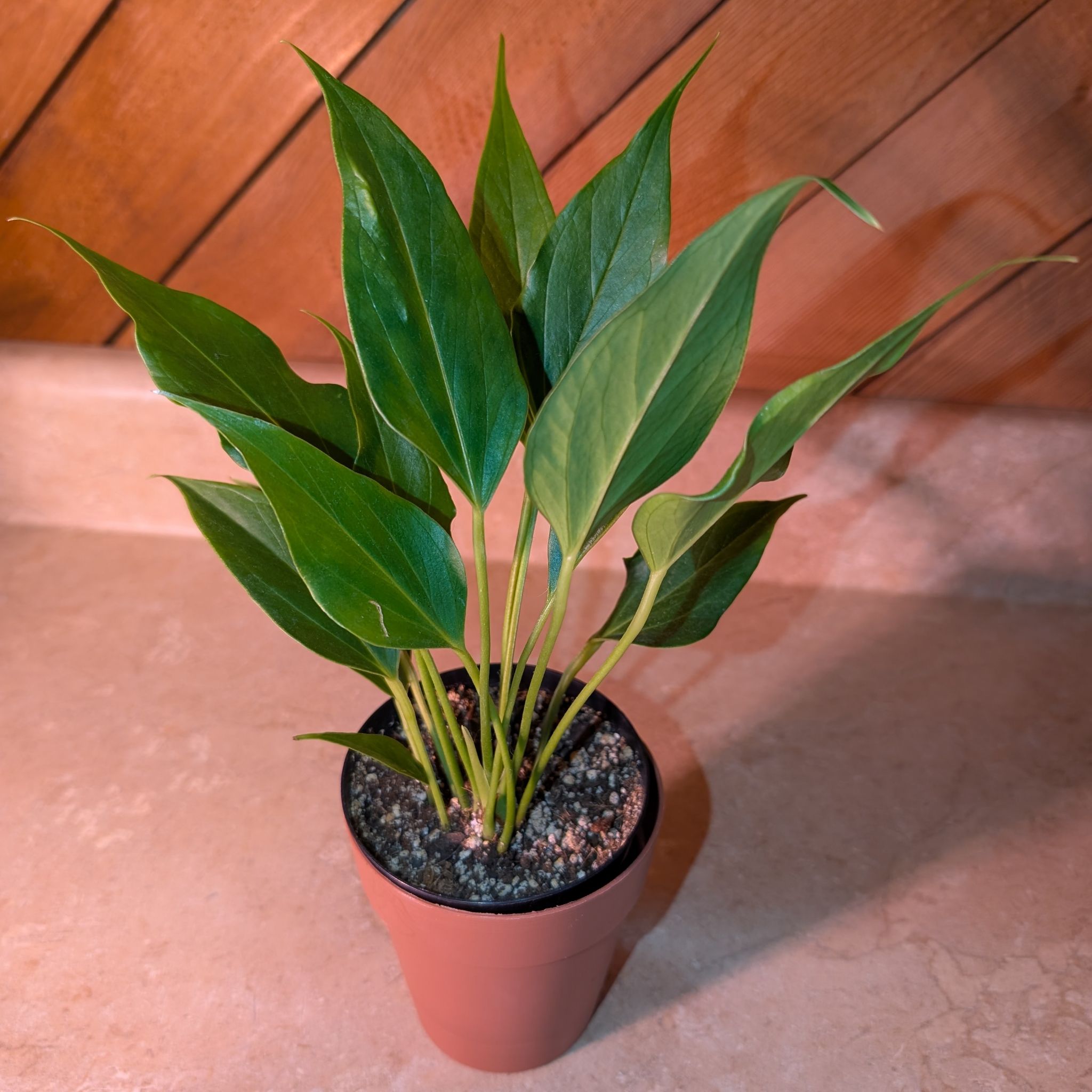 Photo of the plant species Lilli by @Lantana named Aiko on Greg, the plant care app