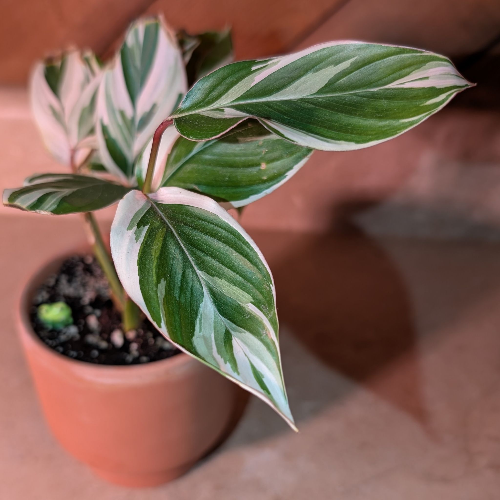 Photo of the plant species Variegated Arrowroot by @Lantana named Dawn on Greg, the plant care app