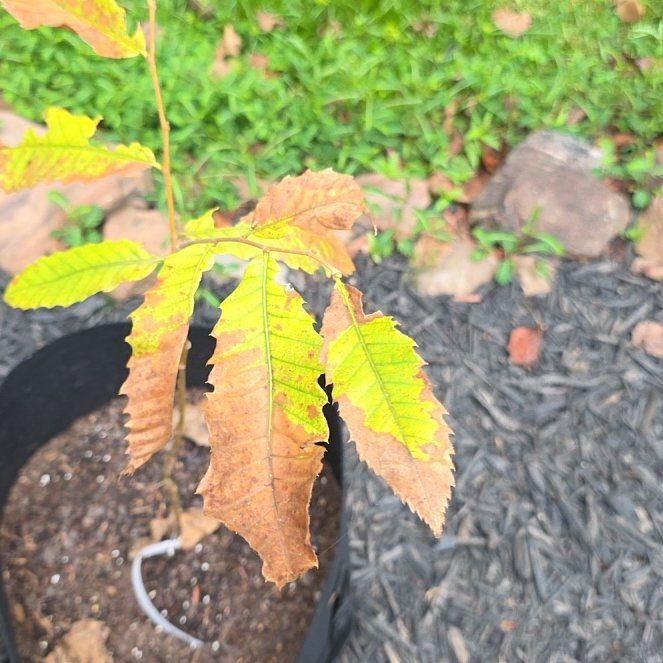 Photo of the plant species American Chestnut by @ExpertStinkwort named Peter Parker on Greg, the plant care app
