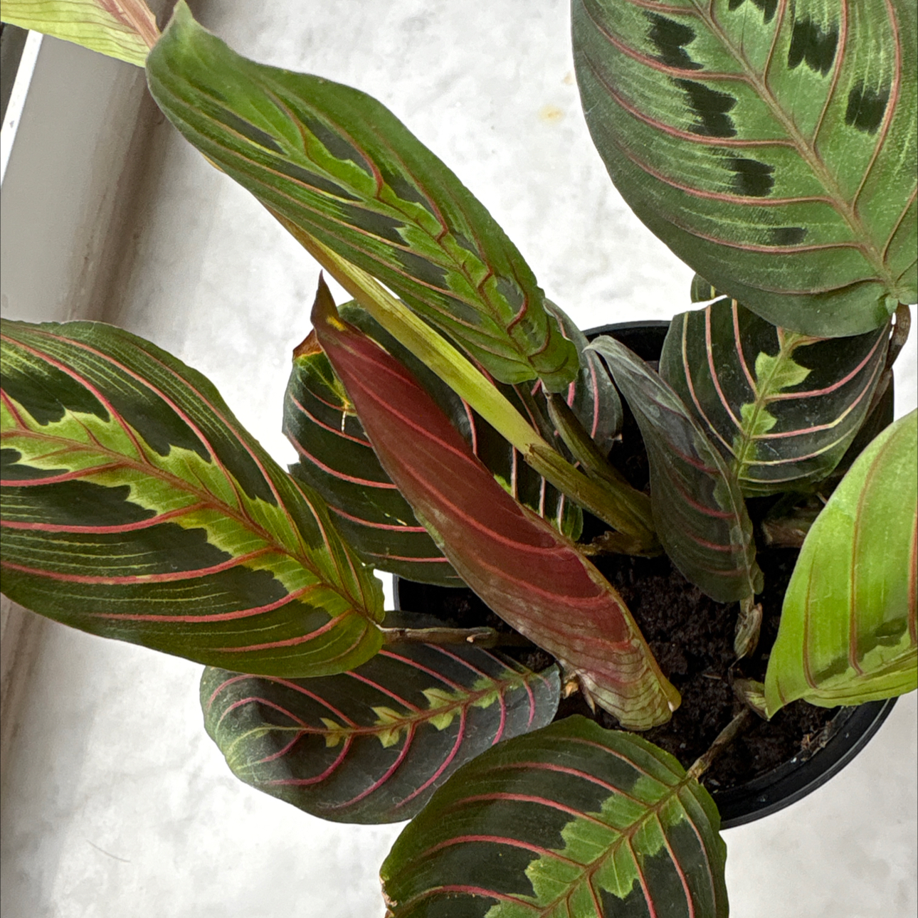 Photo of the plant species Red prayer plant by @venusviper named Snivy on Greg, the plant care app
