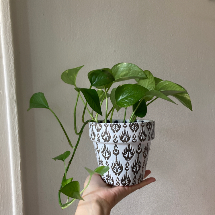 Jade Pothos plant photo by @princesatauro named Mirai on Greg, the plant care app.