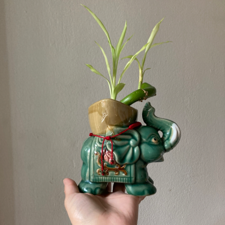 Lucky Bamboo plant photo by @princesatauro named Bambi on Greg, the plant care app.