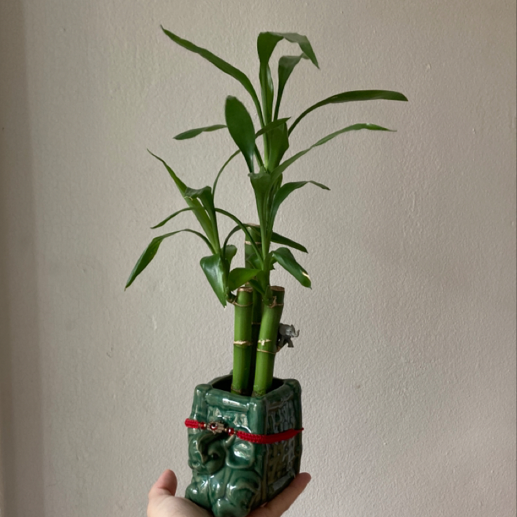 Lucky Bamboo plant photo by @princesatauro named Bermuda on Greg, the plant care app.