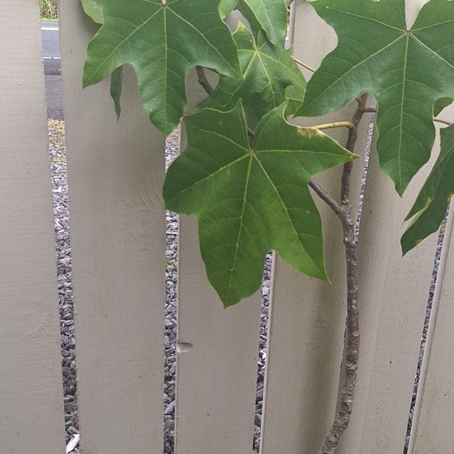 Photo of the plant species Flame Bottletree by @WisePurpleanise named Orlando Bloom on Greg, the plant care app